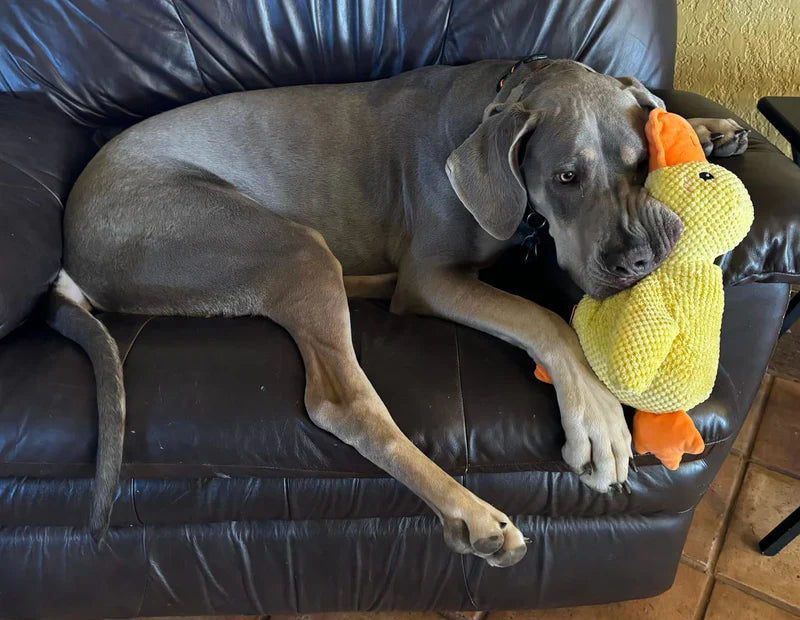 Calming Duck - Dog Therapy Toy